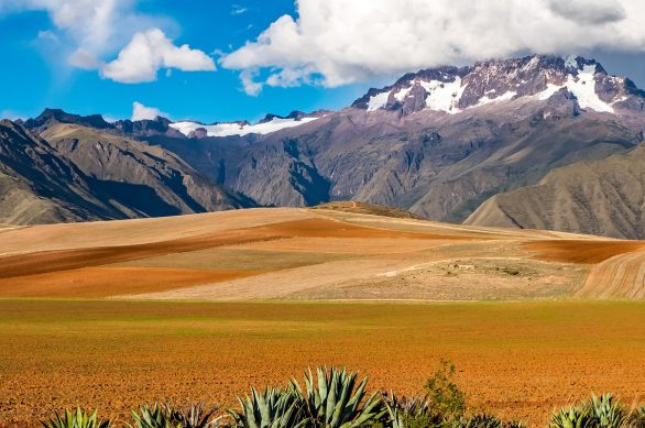 Fromtheandestothejungle